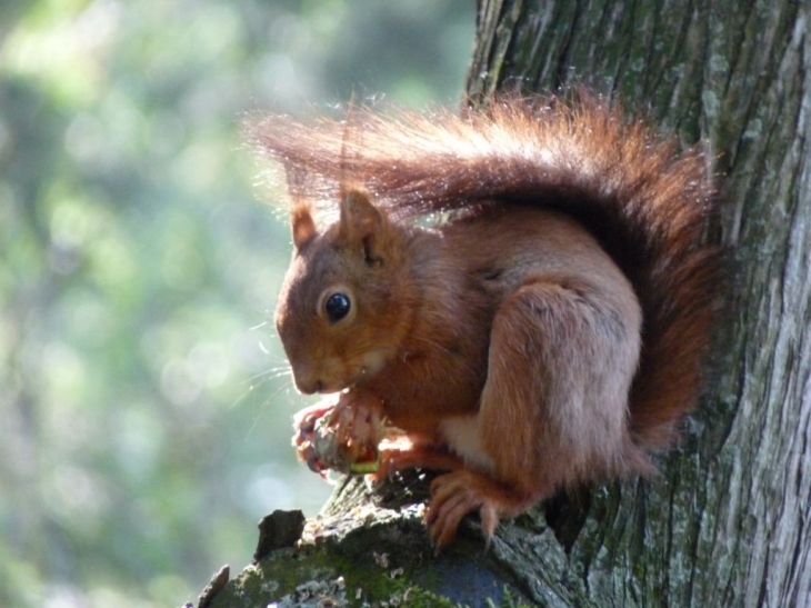 Dans le jardin des plantes, bon appétit!!!!! - Toulouse