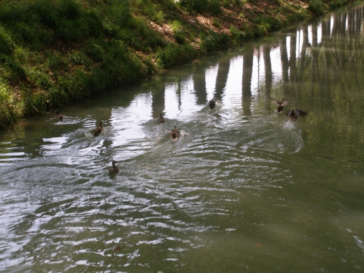 Sur le canal - Toulouse