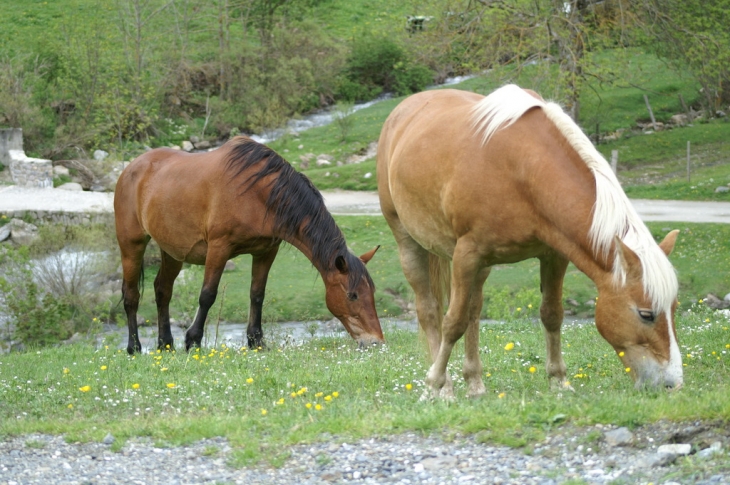 Gavarnie - Chevaux