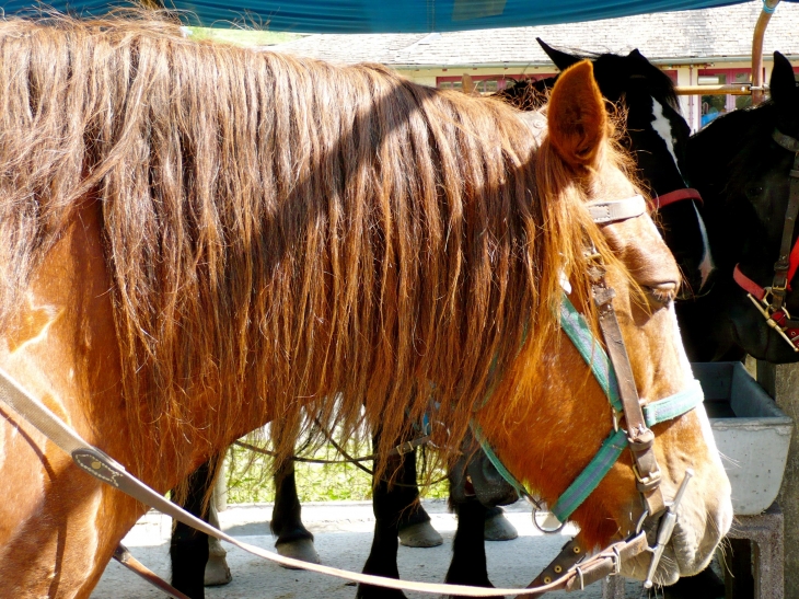 Cheval pour balade au cirque. - Gavarnie