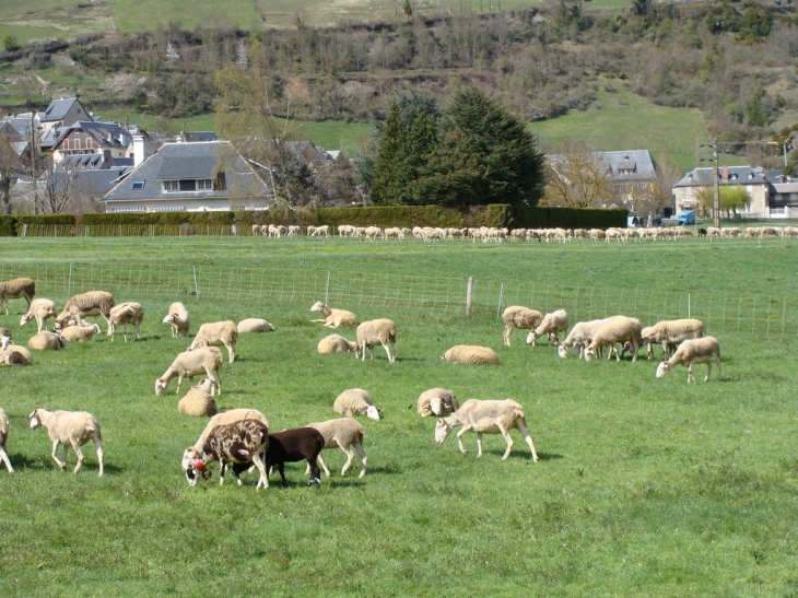 Paturages - Guchen