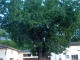 Photo suivante de Lombrès arbre de Lombrés