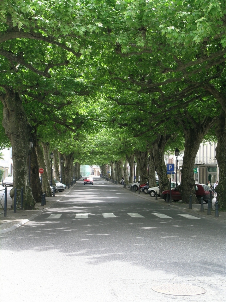 Les Allées Larbanes ombragée par ses platanes - Maubourguet