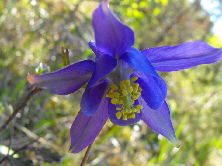 Fleur Sauvage sur le chemin - Albas