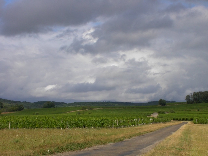 Le vignoble à Anglars-Juillac