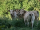 Photo suivante de Beauregard ses vaches