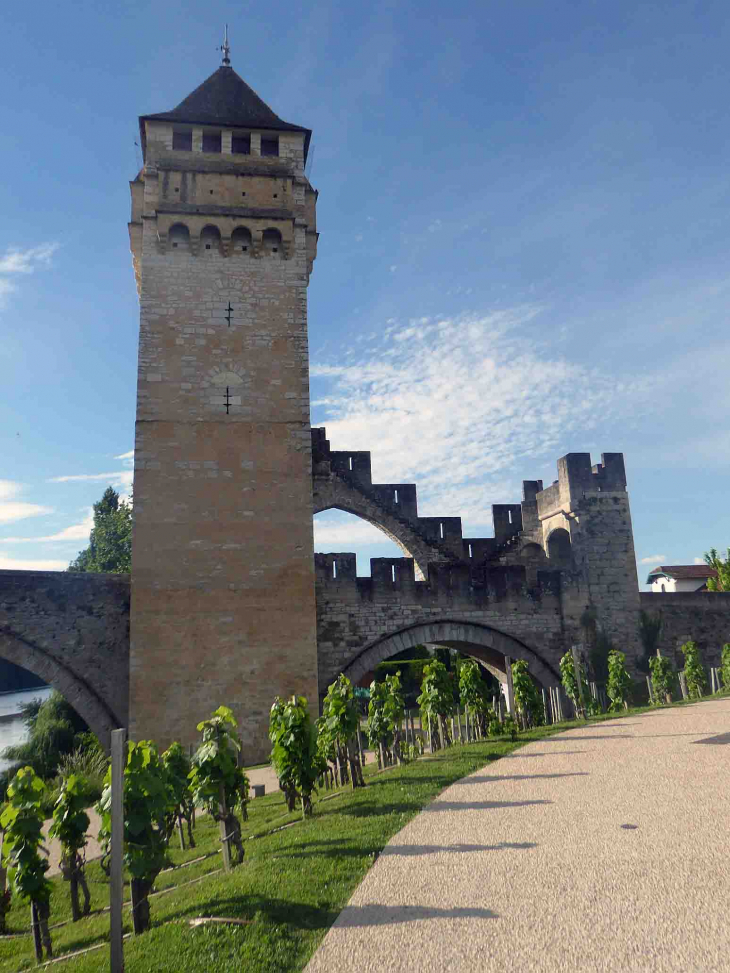 La vigne au pied du pont Valentré - Cahors