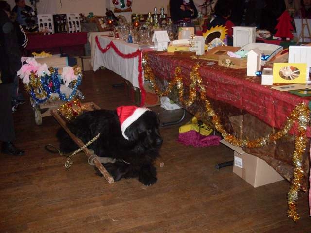 Ugo notre terre neuve au marché de noel - Cambayrac