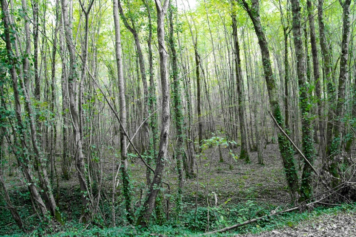 Aux alentours. - Montcabrier