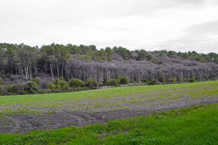 Aux alentours. - Montcabrier