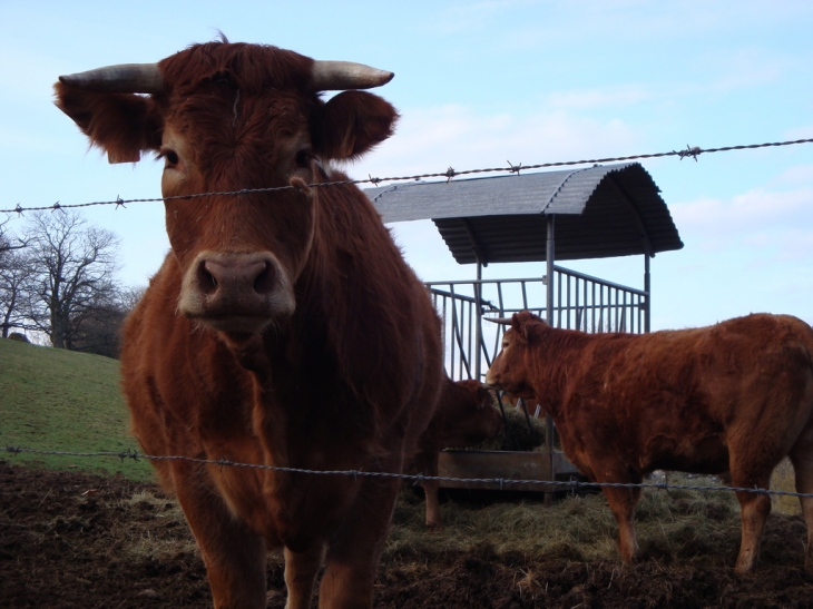 Vaches du terrou !!