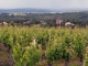 le vignoble de Cahors