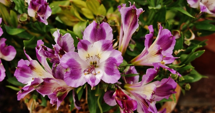 Fleurs - Castéra-Bouzet