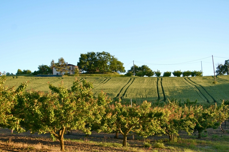 Aux alentours. - Durfort-Lacapelette