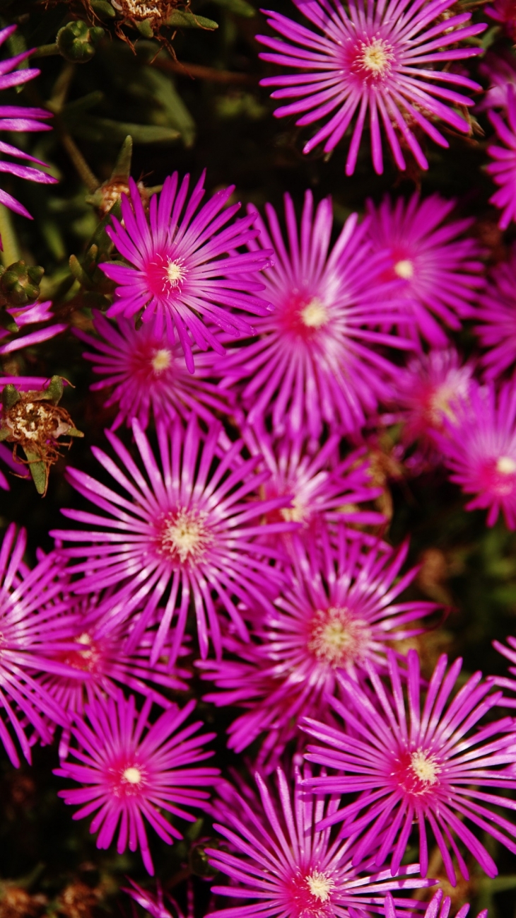 Fleurs - Montauban