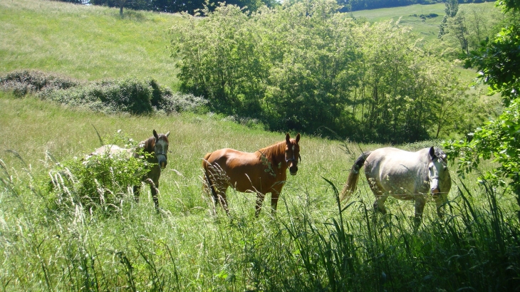 Ses prairies - Montjoi