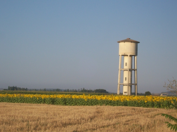 CHAMPS DE TOURNESOL EN JUILLET - Savenès