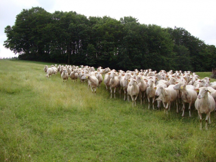 Anglès (81260) moutons à Crouzettes