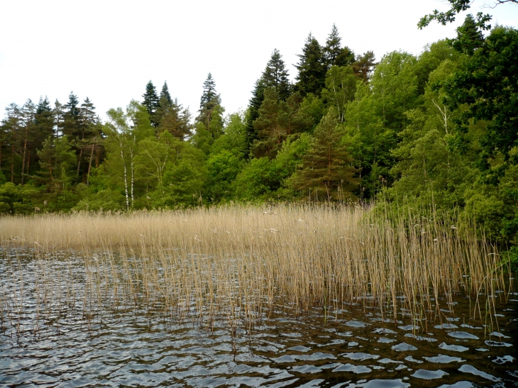 Le Lac de Merle - Burlats