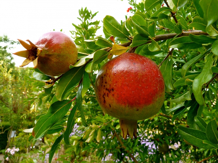 Au Jardin des Paradis - Cordes-sur-Ciel