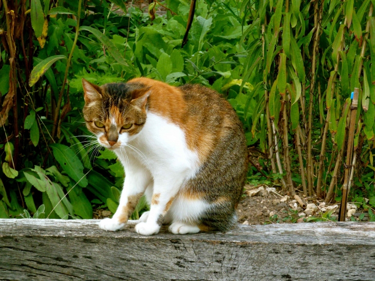 Au Jardin des Paradis - Cordes-sur-Ciel