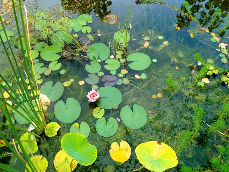 Au Jardin des Paradis - Cordes-sur-Ciel