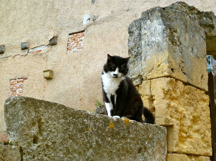 Dans le Village - Cordes-sur-Ciel