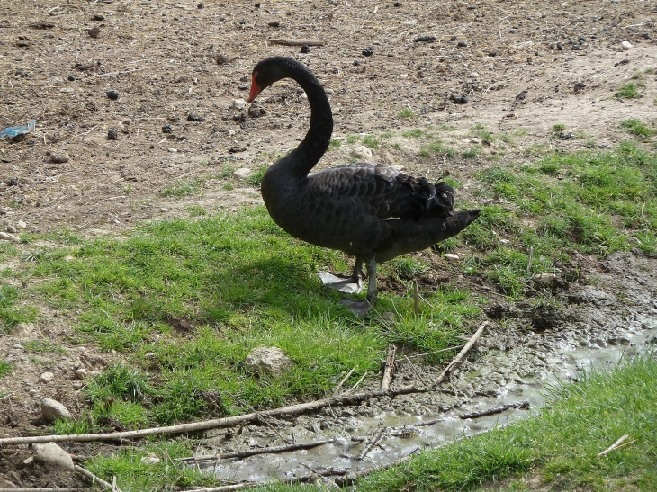 Le jardin des Martels - Giroussens