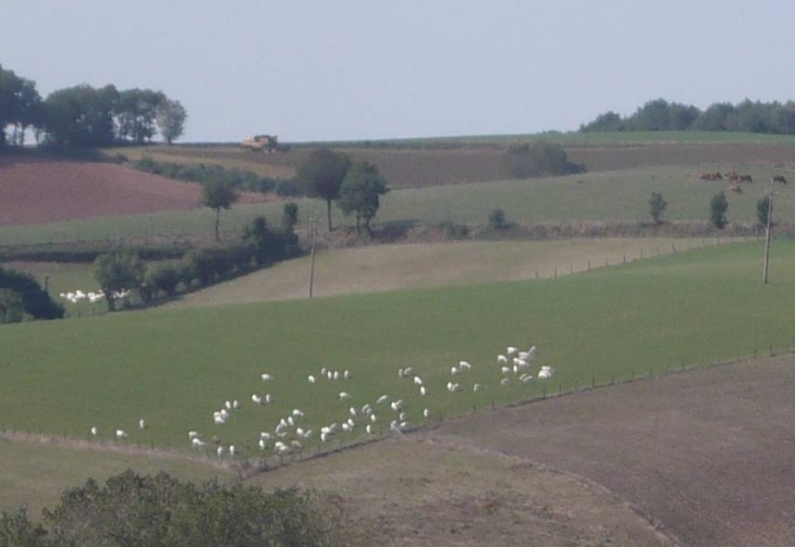 Les moutons du Roquefort - Le Fraysse