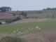 Photo précédente de Le Fraysse les moutons du Roquefort