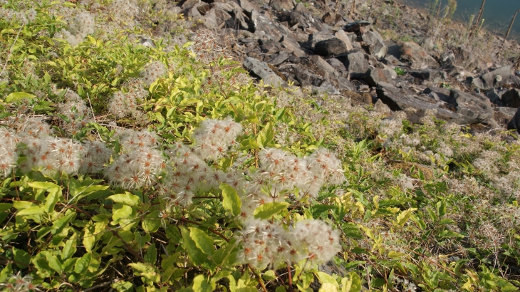  Flore au barrage-de-la-bancalie - Saint-Lieux-Lafenasse