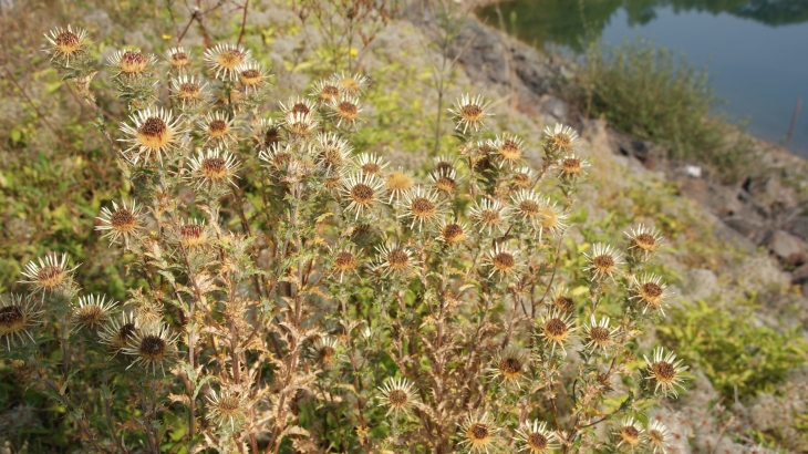 Flore au Barrage de la Bancalié - Saint-Lieux-Lafenasse