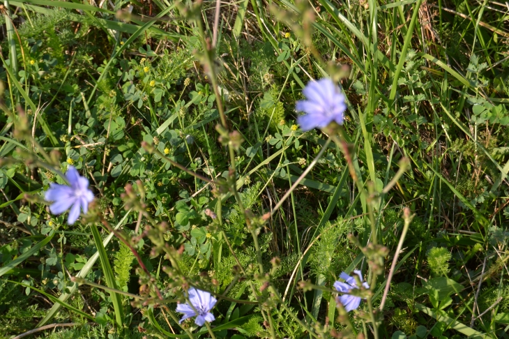 Flore au Barrage de la Bancalié - Saint-Lieux-Lafenasse