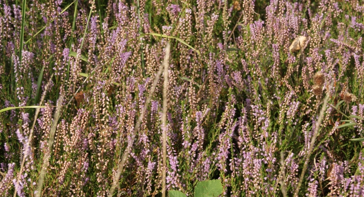 Flore au Barrage de la Bancalié - Saint-Lieux-Lafenasse