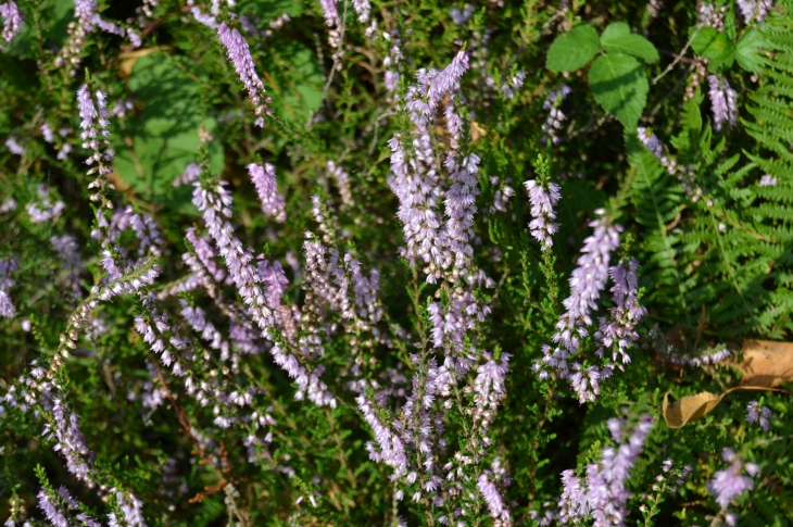 Flore au Barrage de la Bancalié - Saint-Lieux-Lafenasse