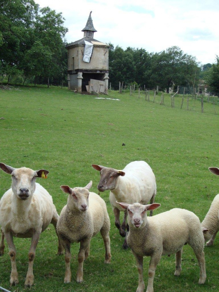 Saïx (81710) pigeonnier et moutons