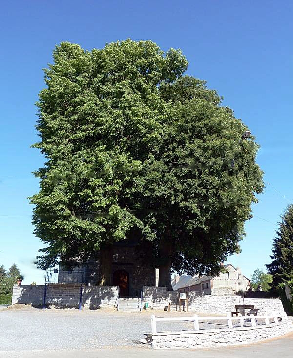 Arbres remarquables devant l'église - Baives