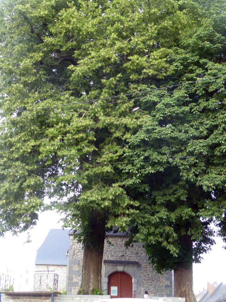 Les arbres remarquables devant l'église - Baives