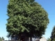 Photo précédente de Baives arbres remarquables devant l'église