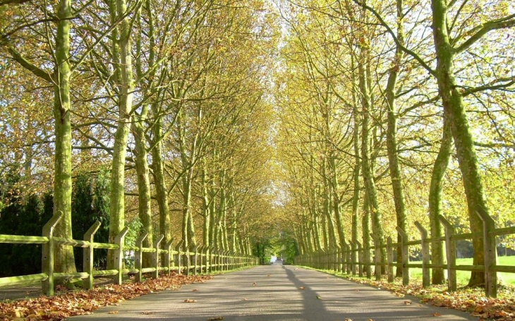 Allée du château - Bersée