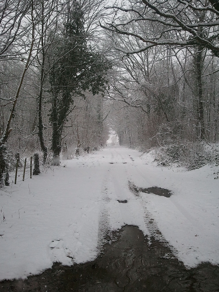 Entrée du bois  - Cerfontaine