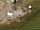 Photo suivante de Estaires Sur les bords de la Lys