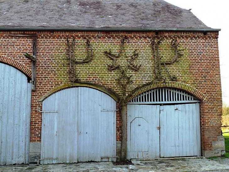 Arbre remarquable : poirier en espalier sur le mur d'une grange - Grand-Fayt