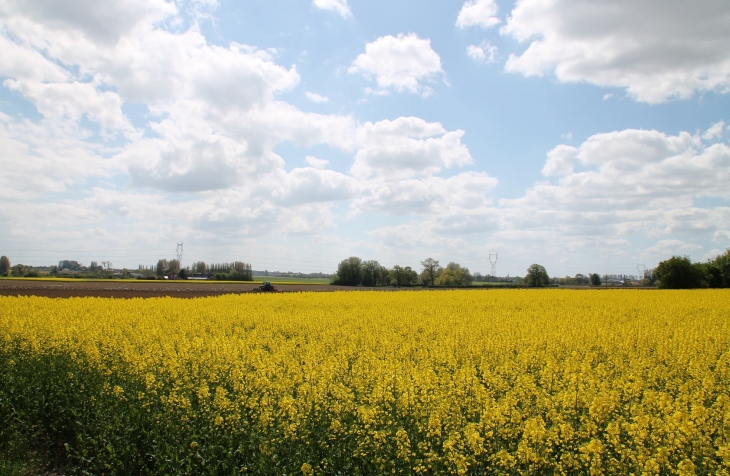 Campagne de Hondeghem ( Champ de Colza )