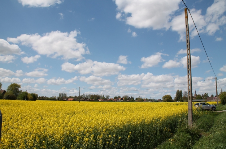 Campagne de Hondeghem ( Champ de Colza )