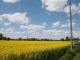 Campagne de Hondeghem ( Champ de Colza )