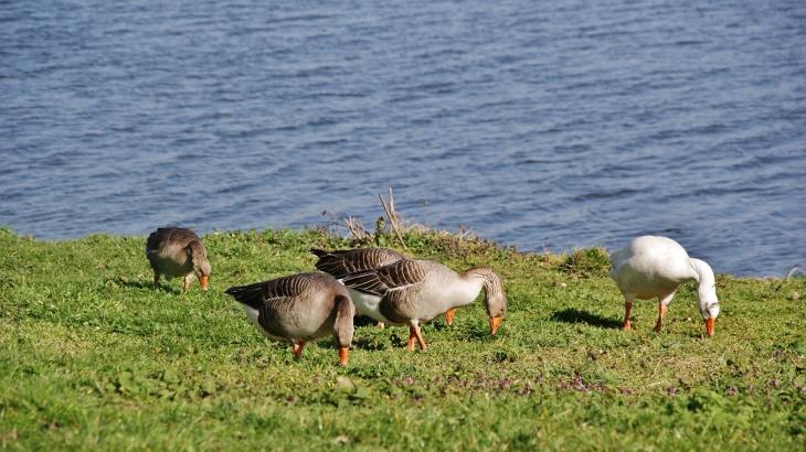 Le Lac - La Sentinelle