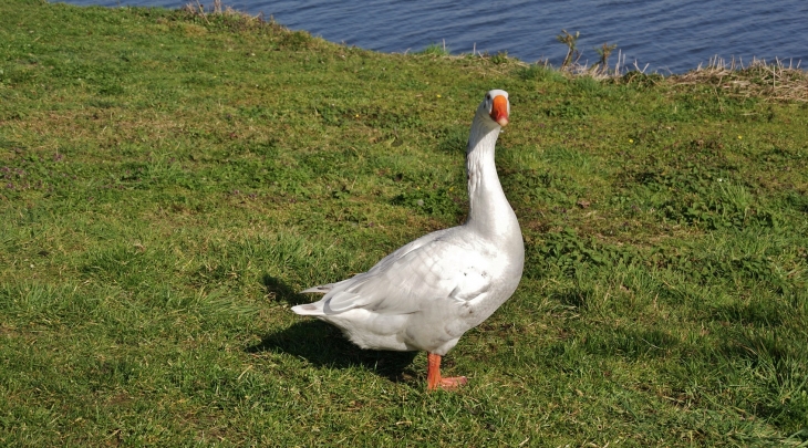 Le Lac - La Sentinelle