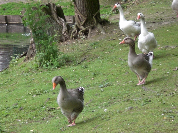 Parc de la cessoie - Lambersart