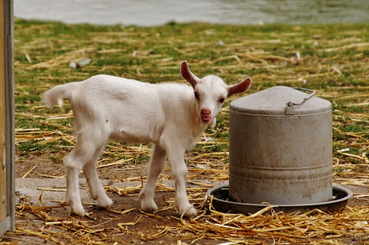 La Ferme aux Oies - Marcq-en-Barœul